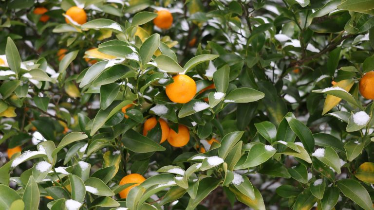 Pourquoi un oranger perd-il ses feuilles en hiver ?