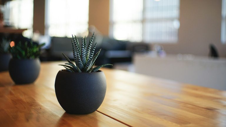 Quelles plantes d’intérieur résistent sans arrosage régulier ?