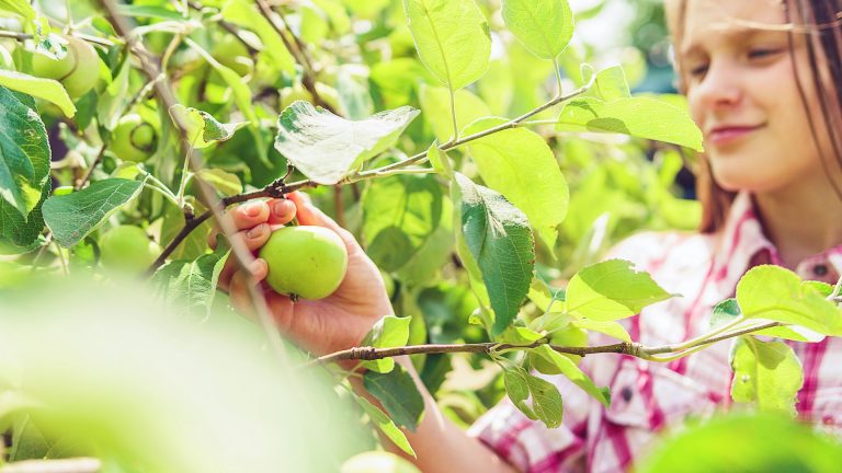 Comment protéger ses arbres fruitiers contre les insectes ?