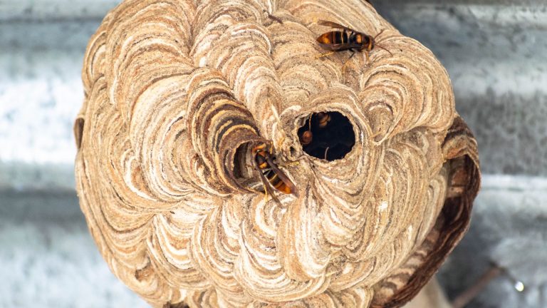 Quel produit choisir pour détruire un nid de guêpes ?