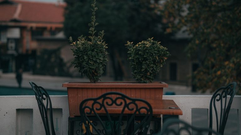 Quelle plante mettre en petit pot sur une terrasse ?