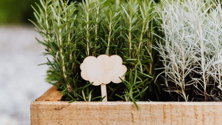 Quelles herbes aromatiques ne pas planter ensemble ?