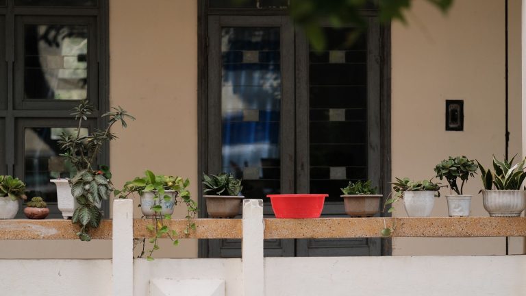 Comment faire pousser de la menthe sur son balcon ?