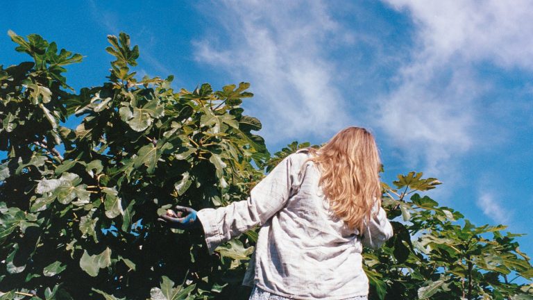Quel arbre planter sans risque de racines envahissantes ?