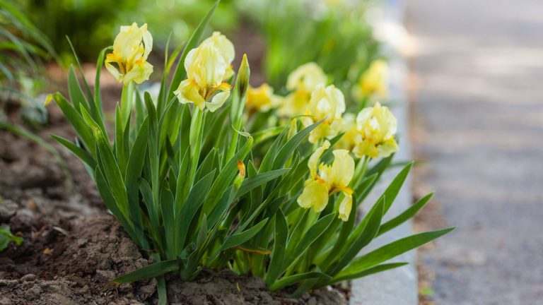 Quelles plantes mettre en bordure de jardin ?