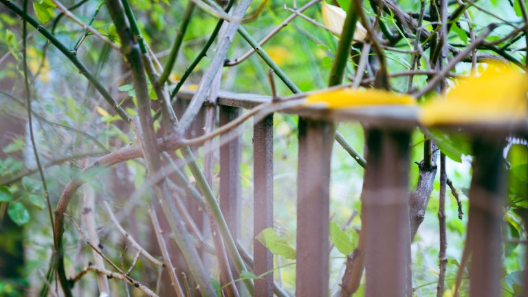 Végétation envahissante du voisin : quels sont ses droits et recours ?